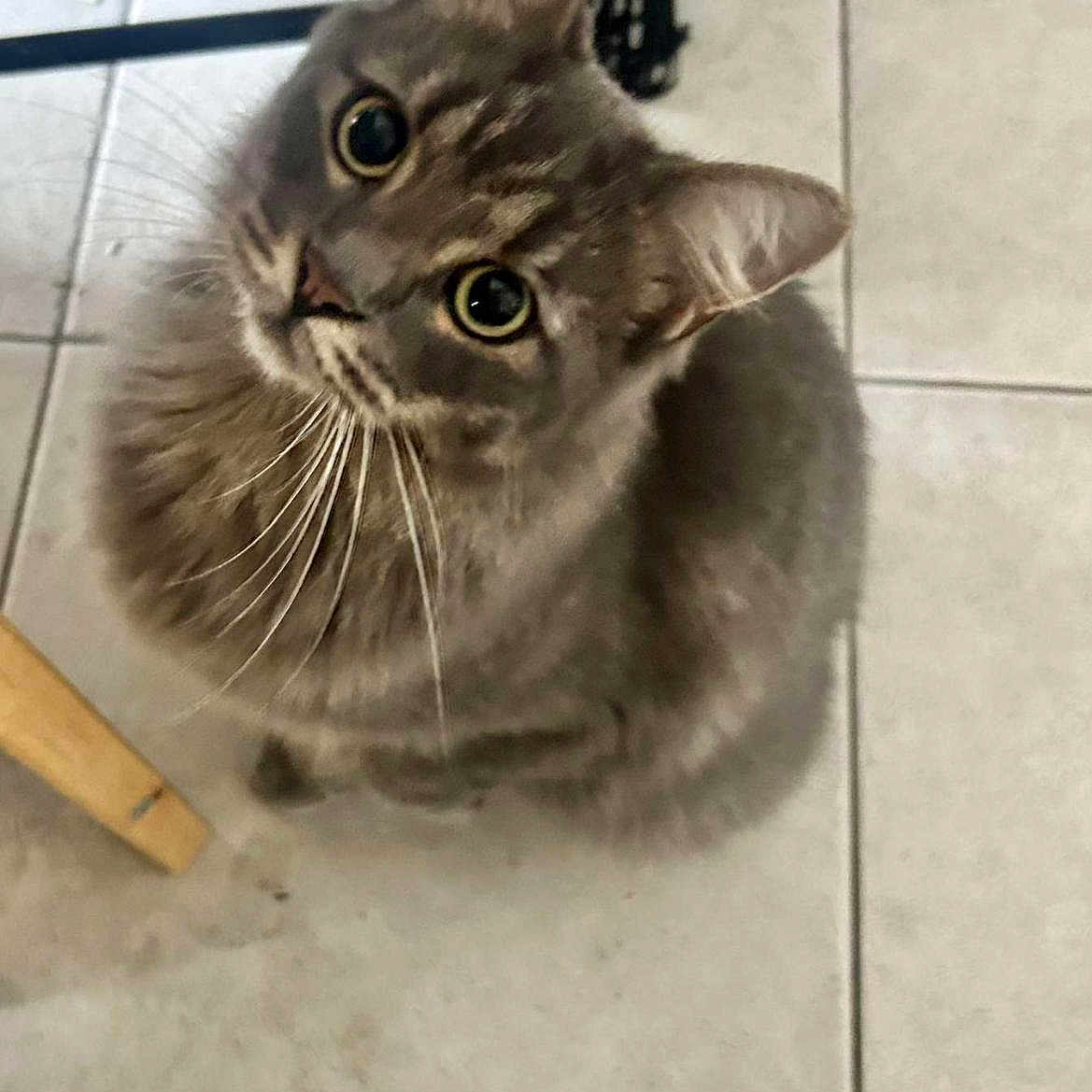 Rocky participe au concours pour gagner de l'argent avec cette photo : abyssinian, accessories, angora, animal, brasssection, cat, egyptiancat, hardwood, horn, indoors, kitten, manx, musicalinstrument, pet, slate, strap, tile, wood