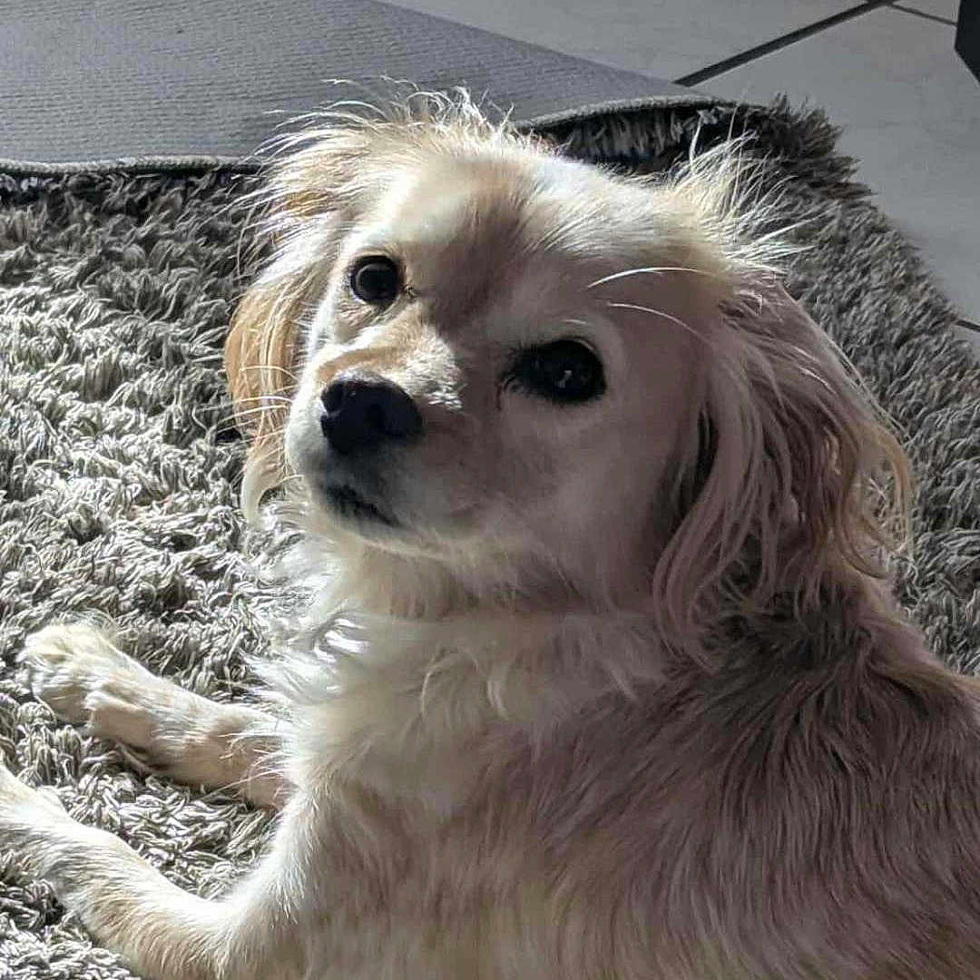 Naya a rejoint le concours — aidez-le/la à gagner de superbes lots ! animal, black_nose, canine, carpet, close_up, cute, dog, domestic_animal, ears, fur, home, indoor, laying_down, light_fur, natural_light, pet, relaxed, snout, tile_floor, whiskers