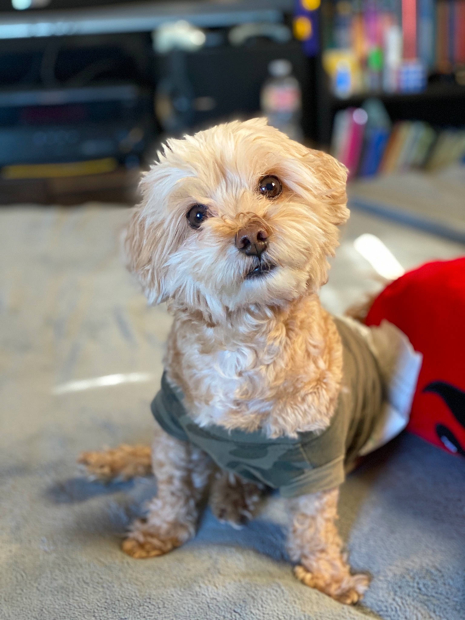 Audi joined the competition — help win amazing prizes! canidae, carnivore, companion_dog, dog, dog_breed, dog_clothes, dog_supply, emergency_service, fawn, firefighter, fur, maltepoo, shih_poo, small_terrier, snout, sporting_group, terrier, toy, toy_dog, working_animal