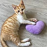 Nougat participe au concours pour gagner de l'argent avec cette photo : kitten, cat, orange_tabby, white_fur, plush_toy, heart_shape, floor, wooden_floor, pet, animal, cute, small, young_animal, playful, indoor, domestic_cat, curious, lying_down, paw, whiskers
