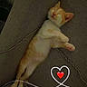 Nougat a rejoint le concours — aidez-le/la à gagner de superbes lots ! kitten, cat, sleeping, couch, sofa, orange_and_white, pet, indoor, cozy, relaxed, feline, fur, paw, whiskers, resting, adorable, cute, animal, home, nap