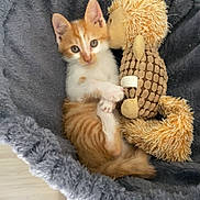 Nougat participe au concours pour gagner de l'argent avec cette photo : kitten, cat, orange_and_white, plush_toy, squirrel_toy, cat_bed, gray, fluffy, indoor, pet, cute, small, cozy, resting, animal, fur, whiskers, ears, sleepy, cuddling