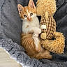 kitten, cat, orange_and_white, plush_toy, squirrel_toy, cat_bed, gray, fluffy, indoor, pet, cute, small, cozy, resting, animal, fur, whiskers, ears, sleepy, cuddling
