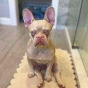 Knox joined the competition — help win amazing prizes! animal, blue_eyes, canine, closeup, cute, dog, ears, expression, floor, french_bulldog, house, indoor, looking_at_camera, mat, pet, portrait, puppy, scalloped_mat, sitting, wrinkles