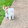 Olleeoscar is registered to the contest to win money with this photo: animal, brown_and_white, canine, companion, curious, cute, daytime, dog, ears_up, fluffy, grass, looking_back, nature, outdoor, paw, pet, sidewalk, small_dog, tail, walking_path