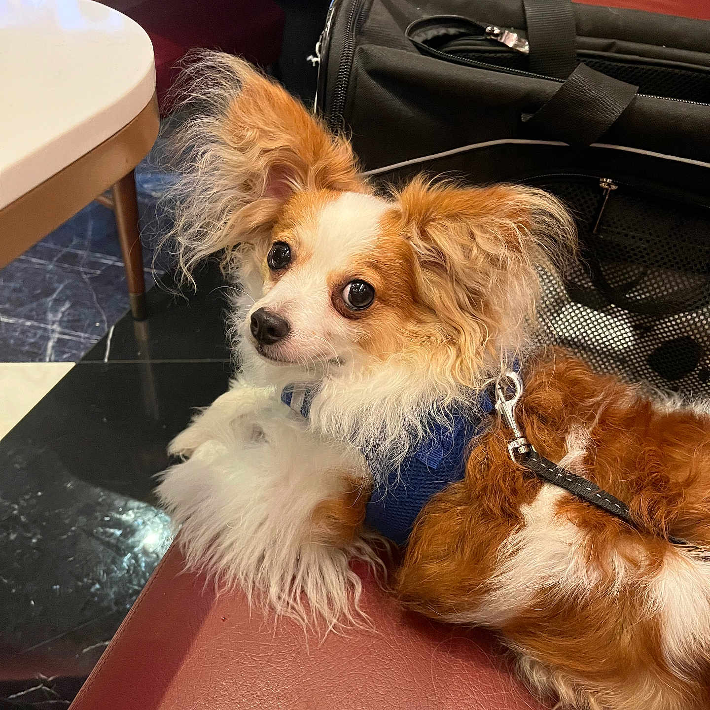 Olleeoscar joined the competition — help win amazing prizes! bag, black_bag, brown_and_white, cafe, closeup, companion, curious, dog, ears, floor, fluffy, fur, harness, indoor, leash, pet, red_seat, resting, seat, table