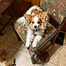 Olleeoscar is registered to the contest to win money with this photo: animal, brown, chair, companion, cozy, cute, dog, domestic_animal, ears, fur, home, indoor, looking_up, patterned_fabric, pet, plush_toy, tile_floor, toy, white, wooden_furniture