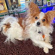 Olleeoscar joined the competition — help win amazing prizes! animal, brown_and_white, cozy, curious_look, cute, decor, dog, fluffy, furry, glass_shelf, home, indoor, large_ears, lying_down, mat, pet, photo_frames, portrait, relaxed, small_dog