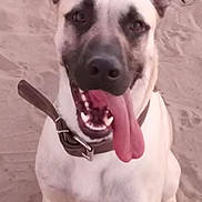 Diesel is registered to the contest to win money with this photo: animal, brown_collar, canine, closeup, collar, cute, dog, ears, friendly, happy, light_fur, looking_at_camera, mammal, outdoor, pet, playful, portrait, sand, sitting, tongue_out