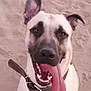 Diesel joined the competition — help win amazing prizes! animal, beach, brown_and_white, canine, closeup, collar, dog, ear_up, friendly, fur, happy, muzzle, outdoor, pet, playful, sand, smiling, summer, tongue, tongue_out