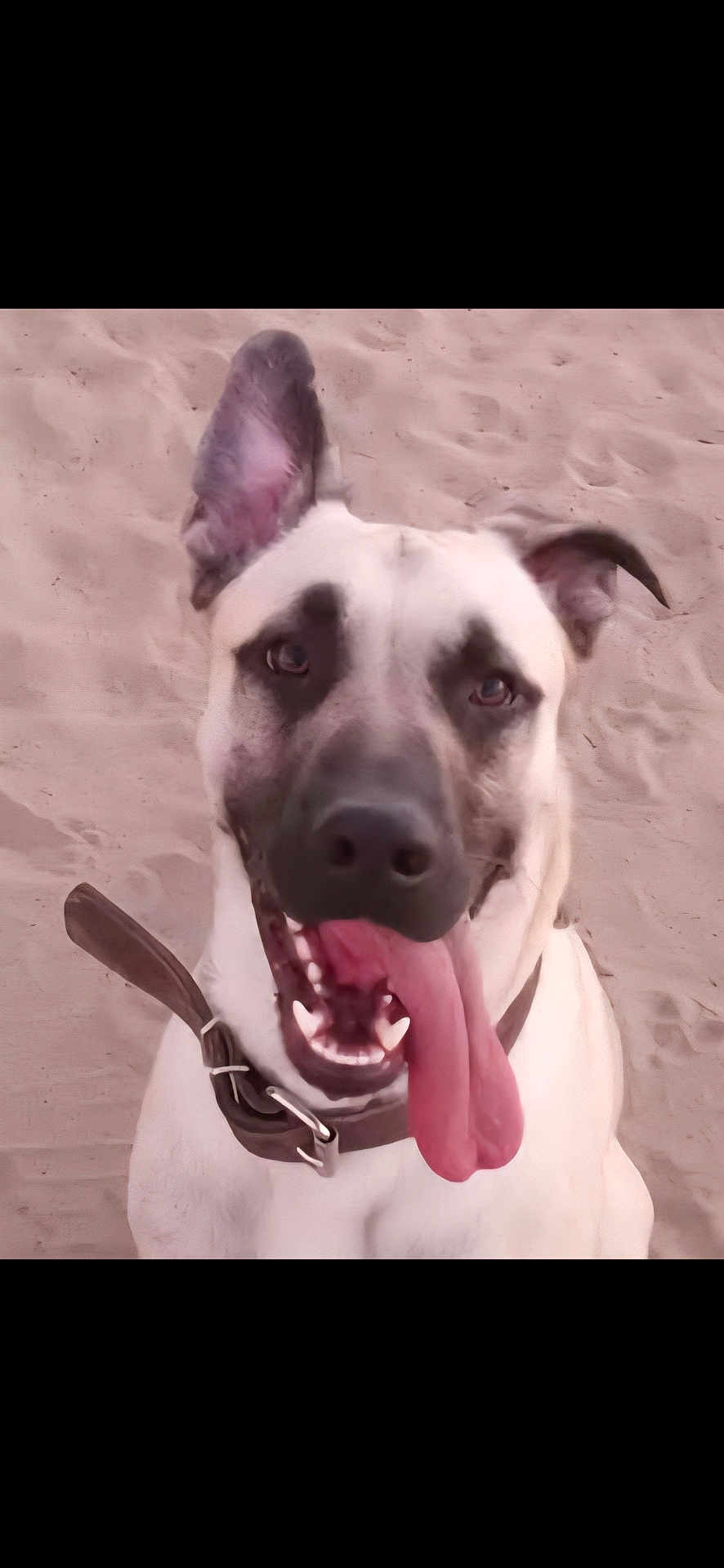 Diesel