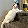 cat, white_cat, stairs, carpet, indoor, doorway, household_items, curious, pet, animal, looking_back, feline, home, domestic, resting, black_markings, floor, wall, screenshot, mobile_ui