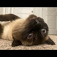 Baby is registered to the contest to win money with this photo: cat, siamese_cat, pet, animal, whiskers, carpet, indoor, fur, closeup, lying_down, eyes, cute, domestic_cat, mammal, face, relaxed, home, floor, playful, upside_down