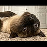 cat, siamese_cat, pet, animal, whiskers, carpet, indoor, fur, closeup, lying_down, eyes, cute, domestic_cat, mammal, face, relaxed, home, floor, playful, upside_down