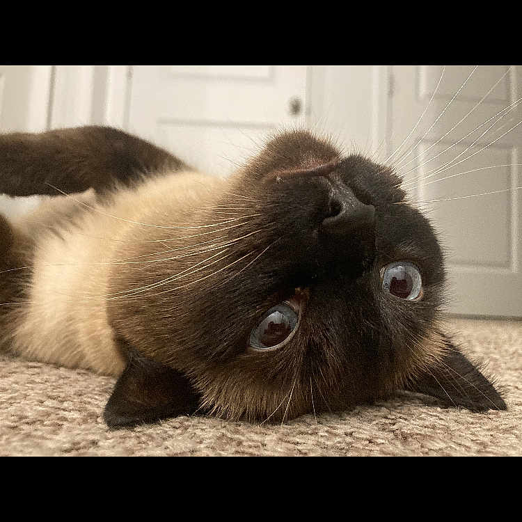 Baby is registered to the contest to win money with this photo: cat, siamese_cat, pet, animal, whiskers, carpet, indoor, fur, closeup, lying_down, eyes, cute, domestic_cat, mammal, face, relaxed, home, floor, playful, upside_down