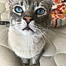 cat, blue_eyes, close_up, curious, whiskers, fur, pet, mammal, indoor, mattress, blanket, patterned, colorful, sitting, cute, animal, face, nose, ears, portrait