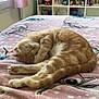 Azrael participe au concours pour gagner de l'argent avec cette photo : cat, sleeping, ginger_cat, blanket, bed, indoor, window, curtain, shelf, toys, television, collectibles, room, furniture, relaxation, cozy, soft, cute, animal, pet