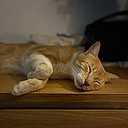 Azrael a rejoint le concours — aidez-le/la à gagner de superbes lots ! cat, ginger_cat, sleeping, napping, wooden_surface, indoor, pet, feline, cozy, relaxed, whiskers, ears, fur, paw, domestic_animal, closeup, blurred_background, peaceful, resting, cute