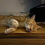 cat, ginger_cat, sleeping, napping, wooden_surface, indoor, pet, feline, cozy, relaxed, whiskers, ears, fur, paw, domestic_animal, closeup, blurred_background, peaceful, resting, cute