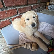 Amiko participe au concours pour gagner de l'argent avec cette photo : puppy, dog, golden_retriever, towel, toy, cushion, brick_wall, indoor, pet, cute, animal, fur, playful, resting, young, looking, light, floor, rope_toy, cozy