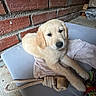 puppy, dog, golden_retriever, towel, toy, cushion, brick_wall, indoor, pet, cute, animal, fur, playful, resting, young, looking, light, floor, rope_toy, cozy