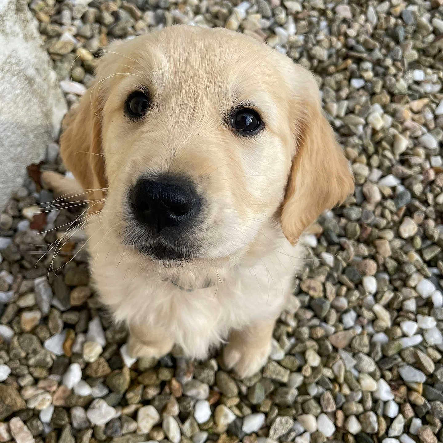 Amiko a rejoint le concours — aidez-le/la à gagner de superbes lots ! puppy, golden_retriever, dog, pet, fur, cute, animal, outdoor, pebbles, small, looking_up, adorable, fluffy, young, mammal, eyes, nose, whiskers, sitting, nature