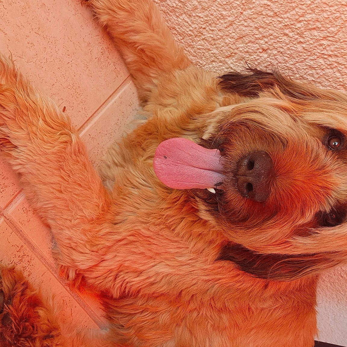 Hector