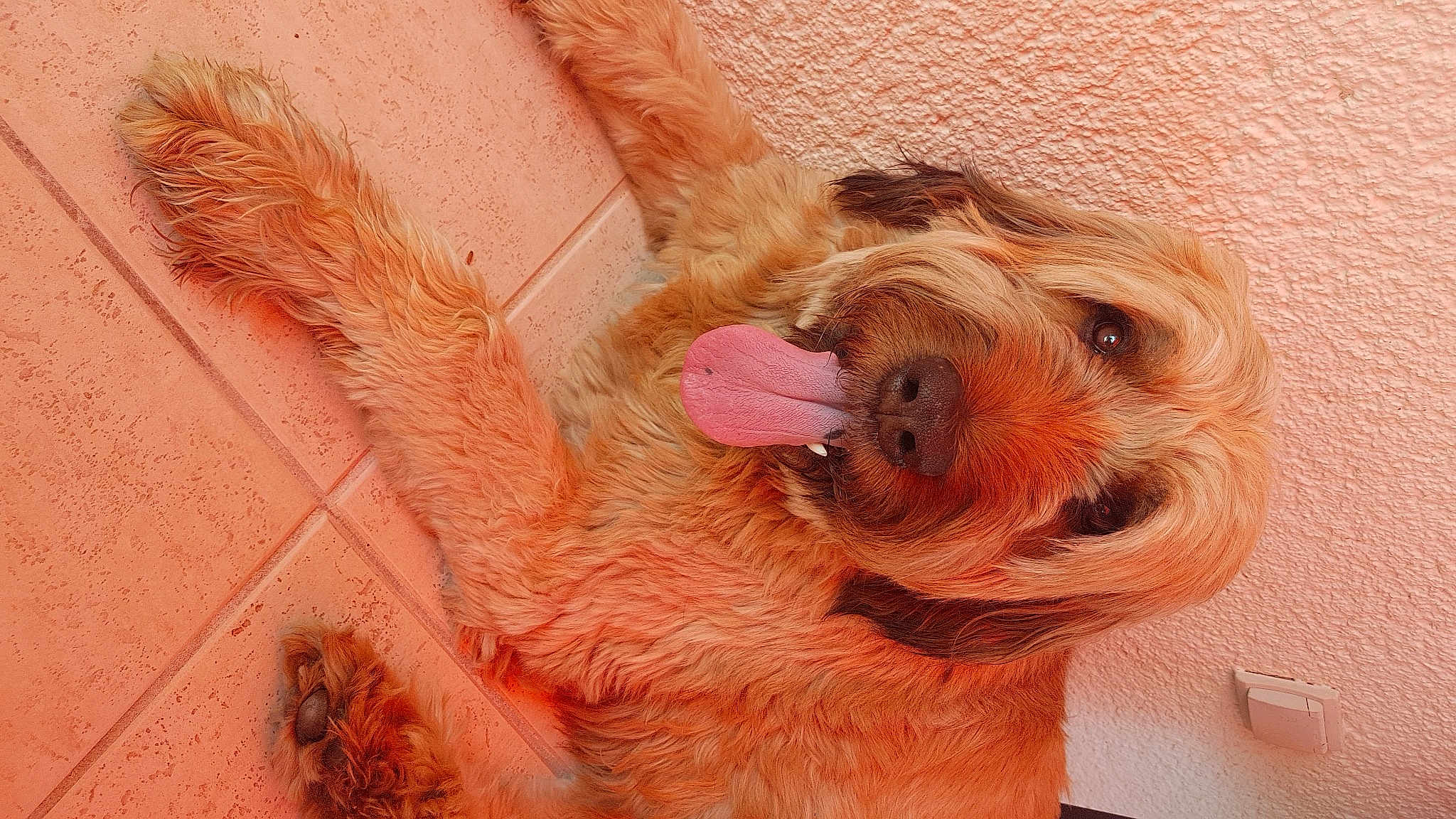 Hector