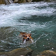 Lahrs a rejoint le concours — aidez-le/la à gagner de superbes lots ! adventure, canine, collar, current, dog, face, foamy_water, motion, nature, outdoors, portrait, recreation, river, rocks, splash, stream, swimming, water, wet, wildlife