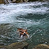 adventure, canine, collar, current, dog, face, foamy_water, motion, nature, outdoors, portrait, recreation, river, rocks, splash, stream, swimming, water, wet, wildlife