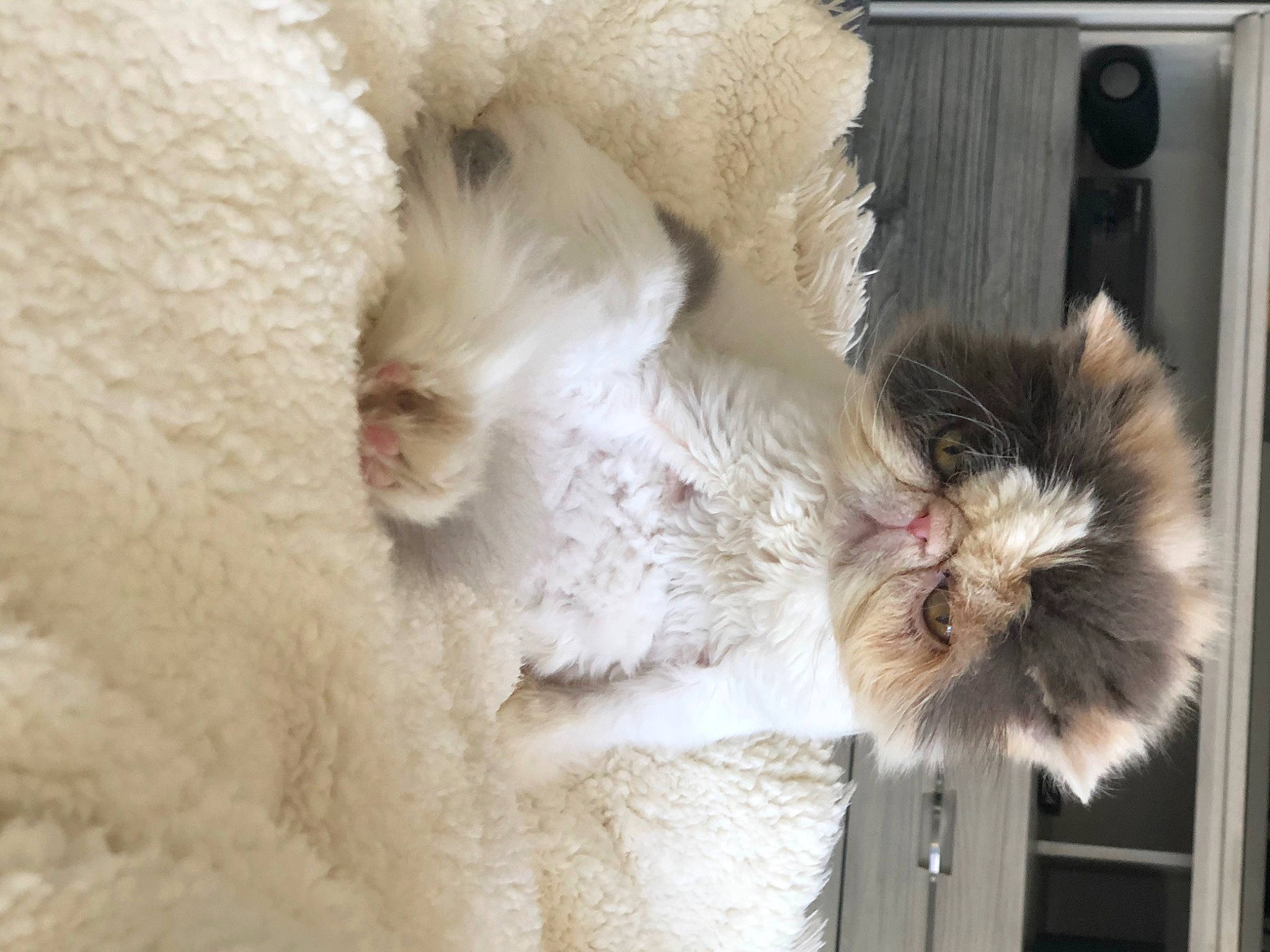 Star joined the competition — help win amazing prizes! carnivore, cat, claw, comfort, dog_breed, fawn, felidae, fur, paw, small_to_medium_sized_cats, tail, terrestrial_animal, whiskers, window