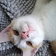 Audin a rejoint le concours — aidez-le/la à gagner de superbes lots ! cat, close_up, pet, animal, fur, whiskers, pink_nose, amber_eyes, relaxed, lying_down, texture, gray_background, cute, domestic_cat, indoor, soft_fur, head_tilted, whiskers_visible, cozy, napping