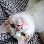 cat, close_up, pet, animal, fur, whiskers, pink_nose, amber_eyes, relaxed, lying_down, texture, gray_background, cute, domestic_cat, indoor, soft_fur, head_tilted, whiskers_visible, cozy, napping