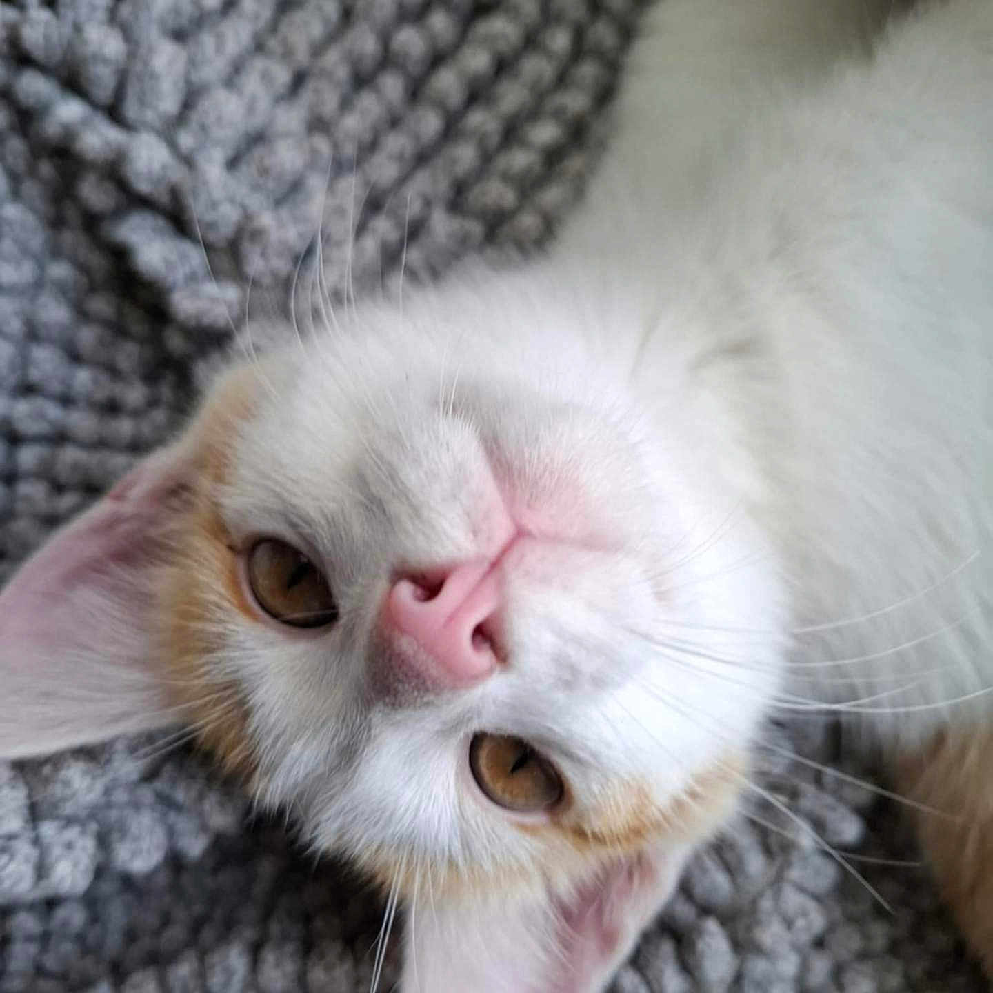 Audin a rejoint le concours — aidez-le/la à gagner de superbes lots ! amber_eyes, animal, cat, close_up, cozy, cute, domestic_cat, fur, gray_background, head_tilted, indoor, lying_down, napping, pet, pink_nose, relaxed, soft_fur, texture, whiskers, whiskers_visible