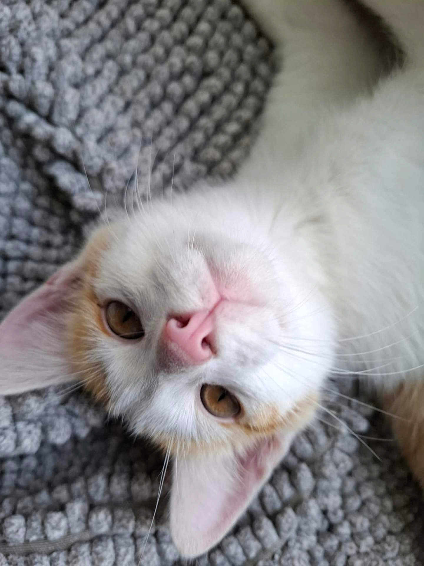 Audin a rejoint le concours — aidez-le/la à gagner de superbes lots ! cat, close_up, pet, animal, fur, whiskers, pink_nose, amber_eyes, relaxed, lying_down, texture, gray_background, cute, domestic_cat, indoor, soft_fur, head_tilted, whiskers_visible, cozy, napping