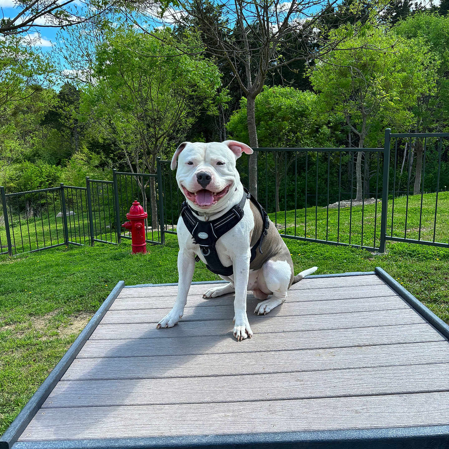 Chino joined the competition — help win amazing prizes! animal, backyard, bulldog, canine, dog, firehydrant, grass, hound, hydrant, land, nature, outdoors, park, pet, pitbull, plant, tree, vegetation, wood, yard