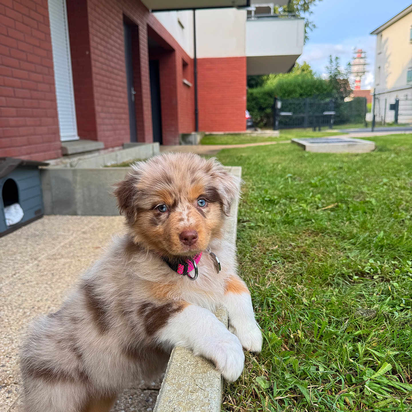 Athéna participe au concours pour gagner de l'argent avec cette photo : animal, blue_eye, brown_eye, building, collar, concrete, curious, cute, daylight, dog, doghouse, fur, grass, grass_lawn, outdoor, pet, puppy, residential_area, sidewalk, young_dog