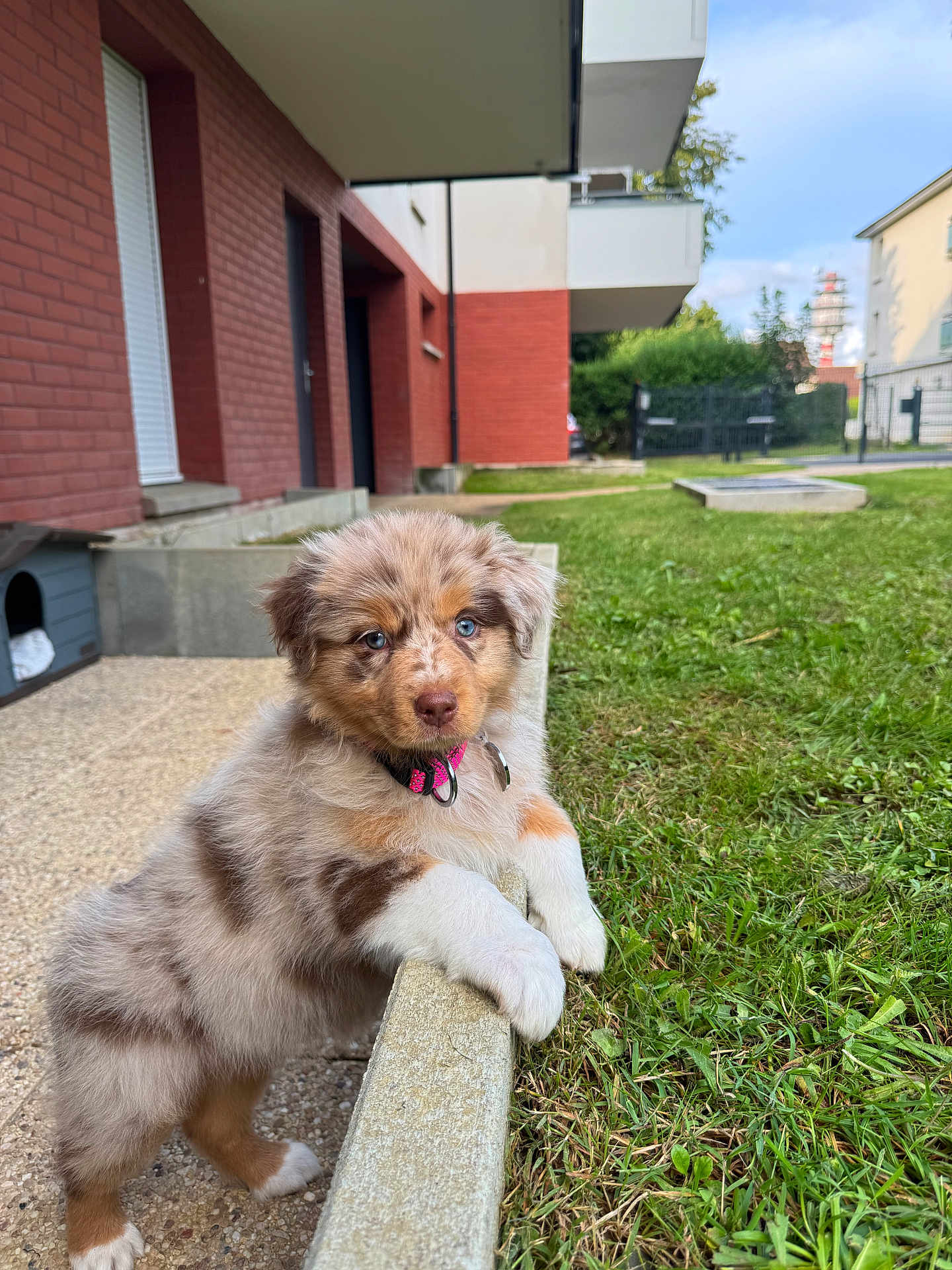 Athéna participe au concours pour gagner de l'argent avec cette photo : puppy, dog, grass, building, sidewalk, collar, blue_eye, brown_eye, outdoor, pet, young_dog, curious, fur, doghouse, concrete, grass_lawn, daylight, residential_area, animal, cute