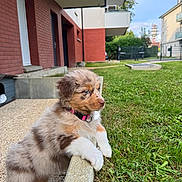 Athéna participe au concours pour gagner de l'argent avec cette photo : puppy, dog, grass, collar, building, red_brick, sidewalk, concrete, outdoor, young_dog, pet, fur, curious, small_dog, animal, nature, daylight, residential_area, cute, leaning