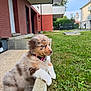 puppy, dog, grass, collar, building, red_brick, sidewalk, concrete, outdoor, young_dog, pet, fur, curious, small_dog, animal, nature, daylight, residential_area, cute, leaning