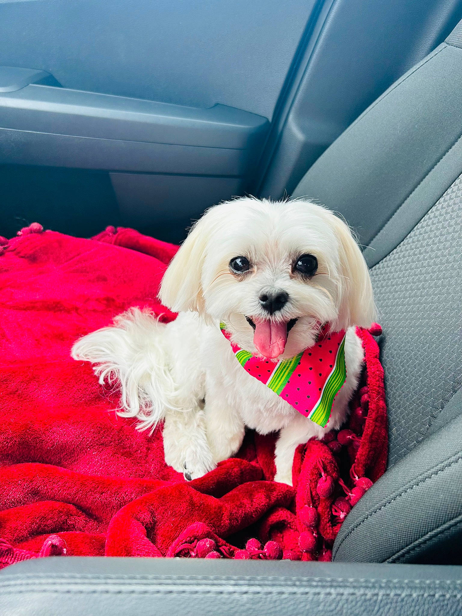 Angel is registered to the contest to win money with this photo: canidae, car, car_seat_cover, carnivore, collar, companion_dog, dog, dog_breed, dog_collar, dog_supply, fur, happy, labradoodle, mammal, puppy_love, snout, sporting_group, toy_dog, vertebrate, working_animal