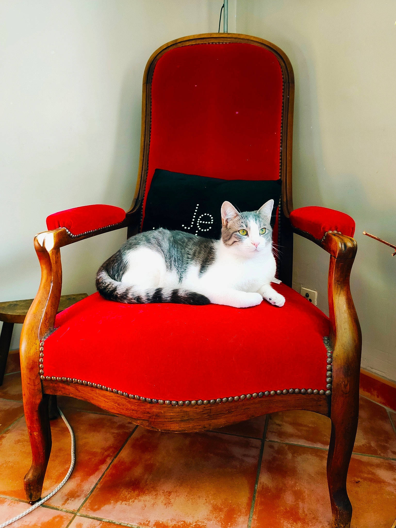Ghost a rejoint le concours — aidez-le/la à gagner de superbes lots ! carnivore, cat, chair, comfort, couch, fawn, felidae, furniture, hardwood, kitten, red, sitting, slipcover, small_to_medium_sized_cats, tail, whiskers