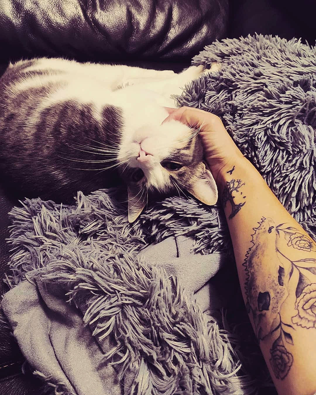 Ghost participe au concours pour gagner de l'argent avec cette photo : arm, black_and_white, carnivore, cat, felidae, fur, hand, kitten, monochrome, nap, sleep, small_to_medium_sized_cats, style, tattoo, whiskers