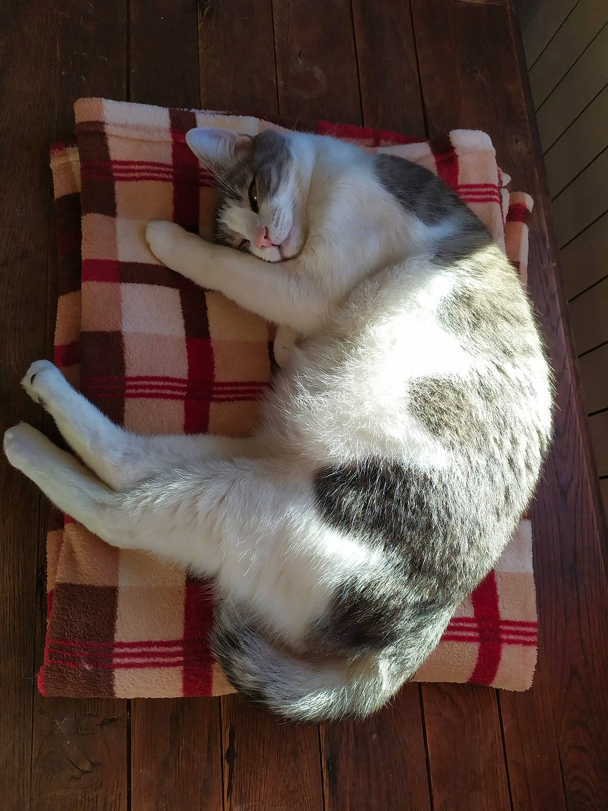 Ghost participe au concours pour gagner de l'argent avec cette photo : carnivore, cat, domestic_short_haired_cat, felidae, fur, nap, paw, small_to_medium_sized_cats, tail, whiskers