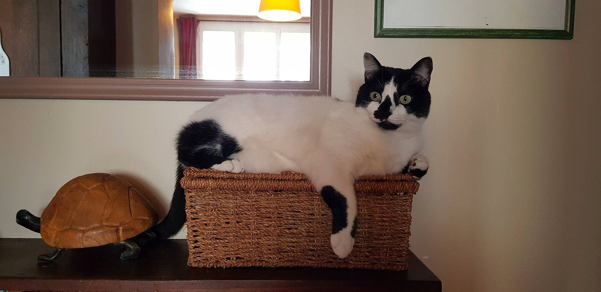 Lys a rejoint le concours — aidez-le/la à gagner de superbes lots ! aegean_cat, asian, carnivore, cat, cat_bed, cat_furniture, domestic_short_haired_cat, european_shorthair, felidae, japanese_bobtail, kitten, mammal, ojos_azules, polydactyl_cat, small_to_medium_sized_cats, snowshoe, tail, thai, whiskers