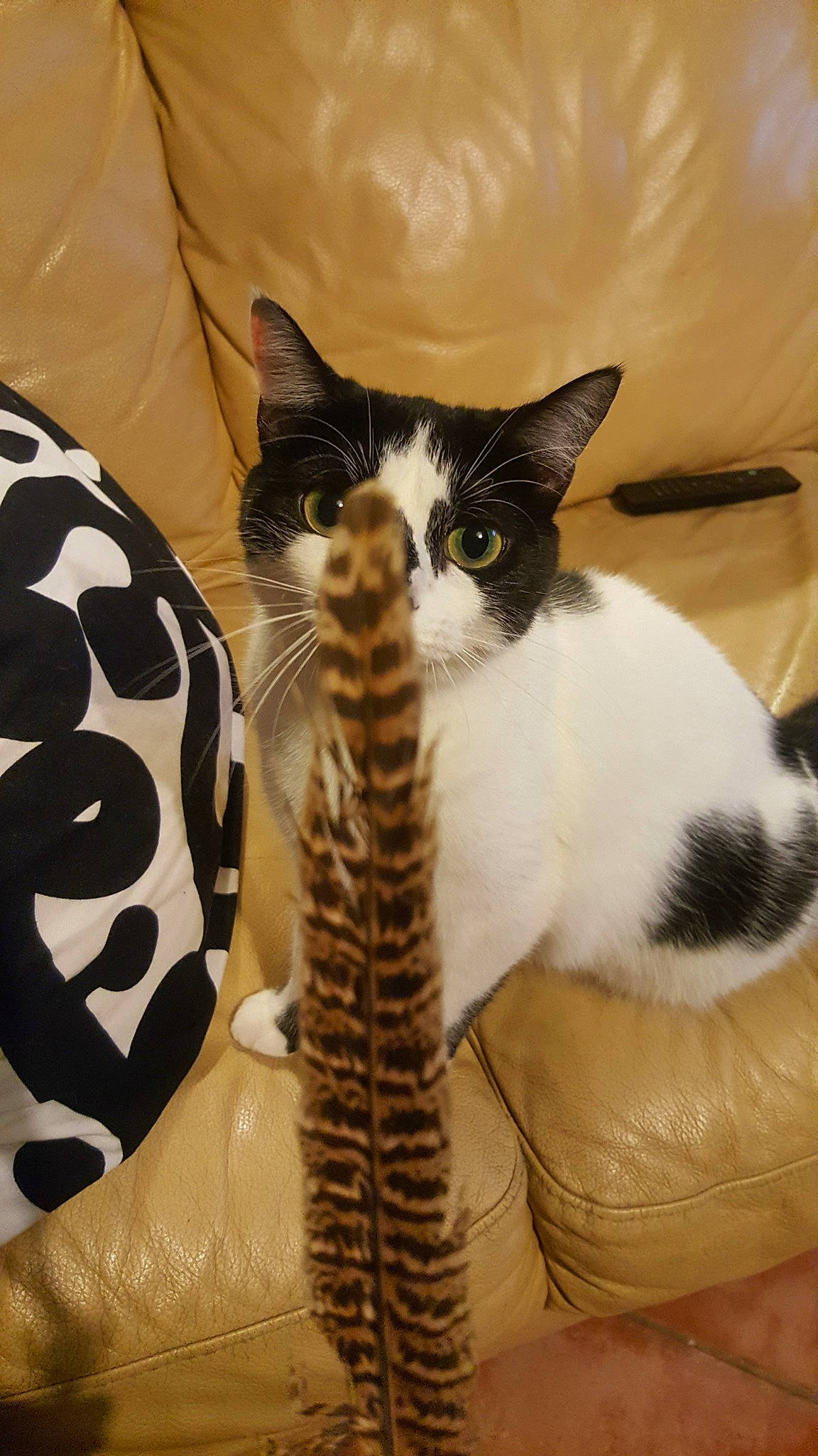 Lys a rejoint le concours — aidez-le/la à gagner de superbes lots ! american_shorthair, american_wirehair, asian, carnivore, cat, domestic_short_haired_cat, european_shorthair, felidae, fur, kitten, mammal, norwegian_forest_cat, small_to_medium_sized_cats, tail, vertebrate, whiskers