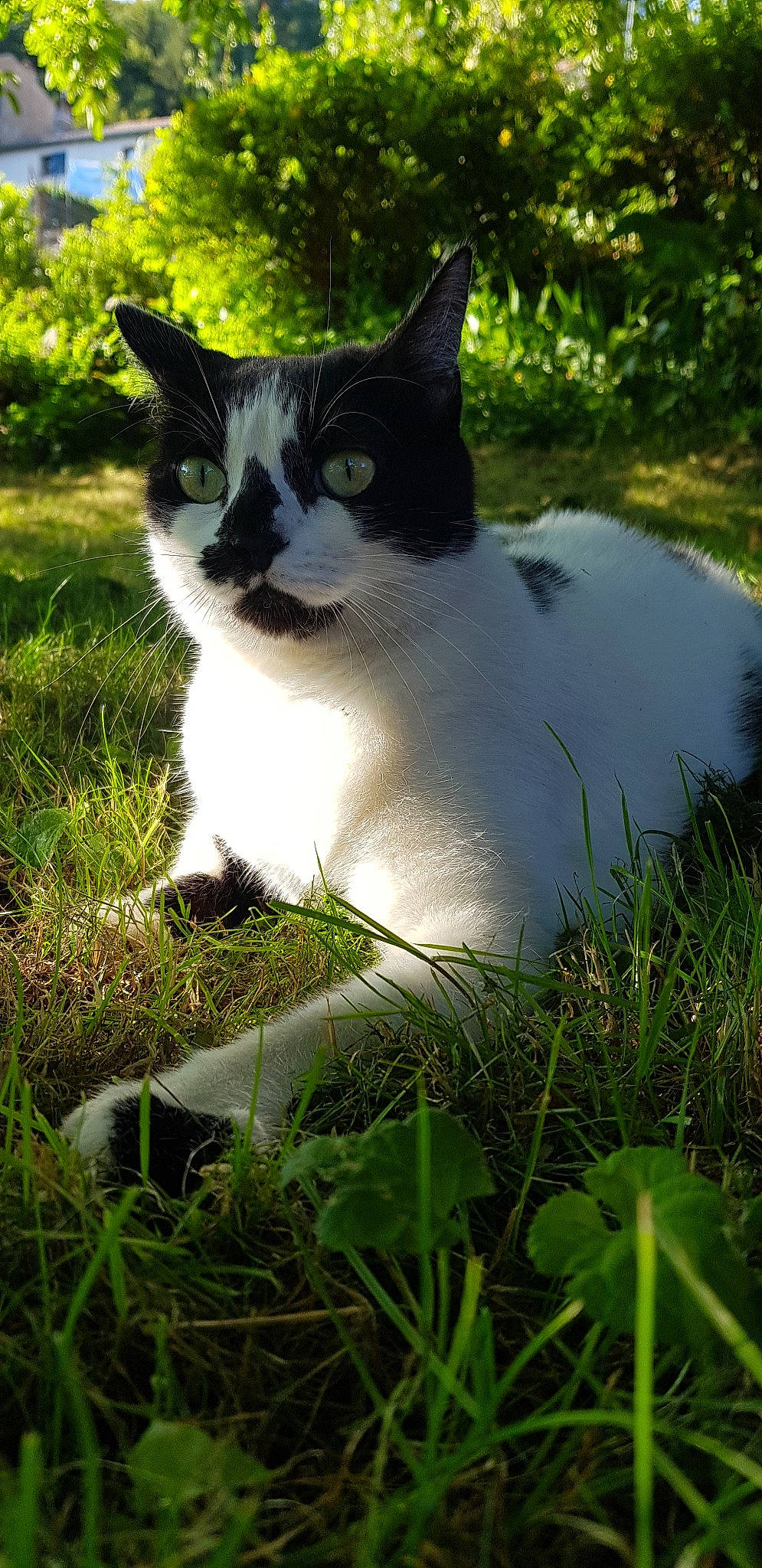 Lys a rejoint le concours — aidez-le/la à gagner de superbes lots ! aegean_cat, american_wirehair, carnivore, cat, domestic_short_haired_cat, eye, felidae, fur, grass, grass_family, japanese_bobtail, plant, small_to_medium_sized_cats, snout, tail, whiskers, wildlife