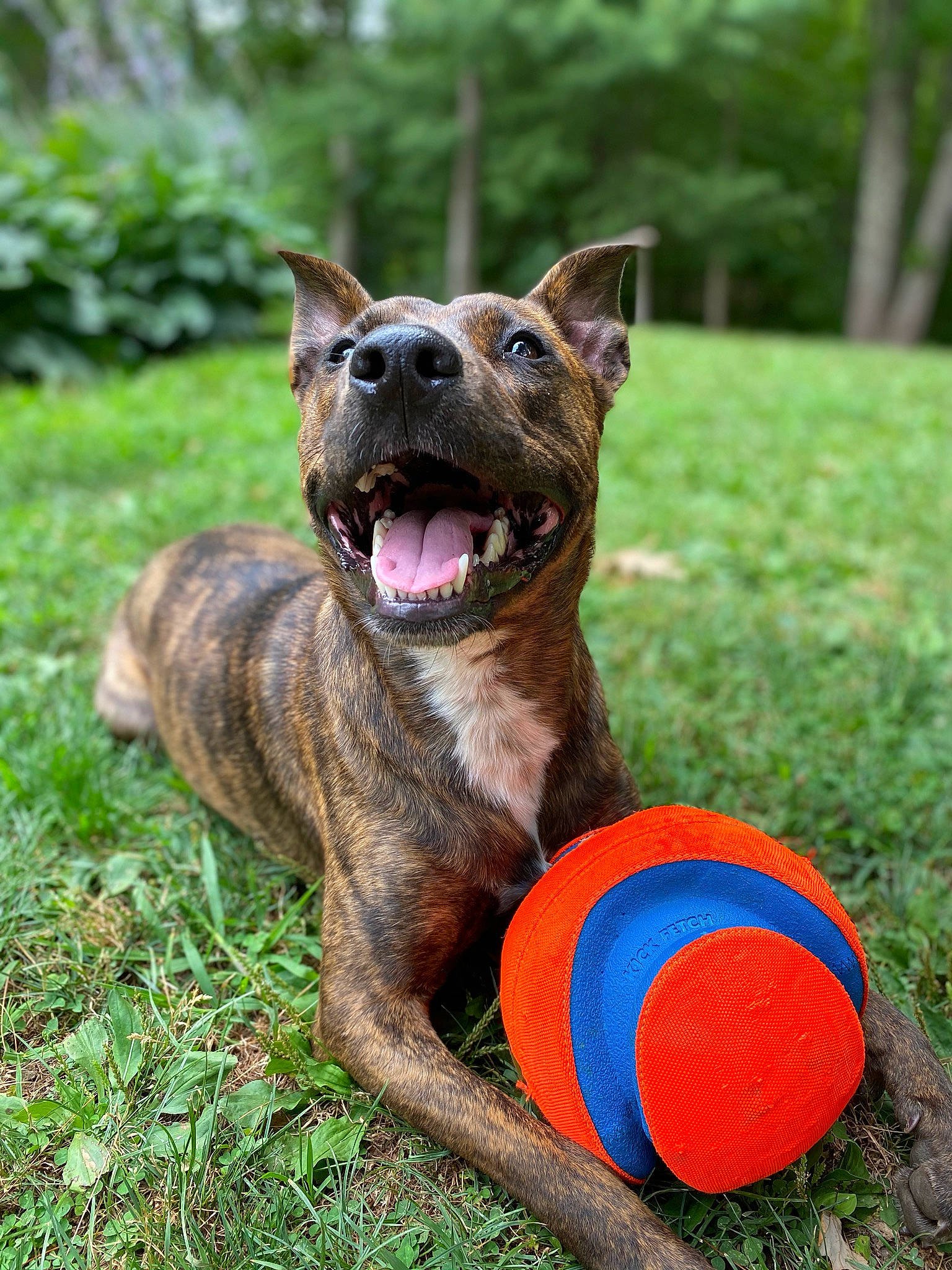 Ann joined the competition — help win amazing prizes! ball, carnivore, collar, companion_dog, dog, dog_breed, dog_clothes, dog_collar, dog_supply, grass, grass_family, groundcover, guard_dog, liver, pet_supply, snout, sporting_group, sports_equipment, sports_toy, tongue