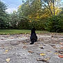 Shadow joined the competition — help win amazing prizes! black_cat, cat, animal, pet, backyard, concrete, fallen_leaves, autumn, trees, grass, sky, silhouette, sitting, tranquil, nature, outdoors, solitude, golden_hour, foliage, pavement