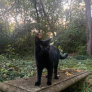 Shadow joined the competition — help win amazing prizes! cat, black_cat, feline, animal, pet, bench, stone_bench, outdoor, garden, forest, trees, leaves, greenery, nature, portrait, whiskers, yellow_eyes, sitting, moss, dusk